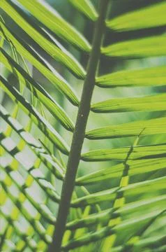 Frond Stock Photos
