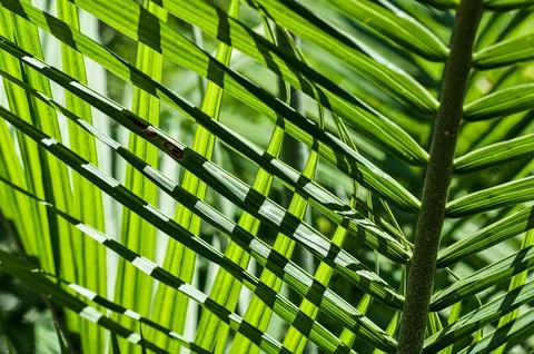 Frond Wide Stock Photos