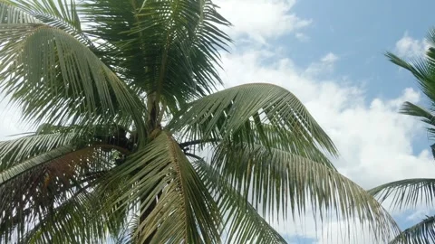 The fronds of coconut Stock Footage 265452639