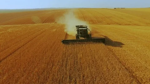 Front aerial view of modern combine harvester gathers the wheat crop in 4K Video stock 79282179