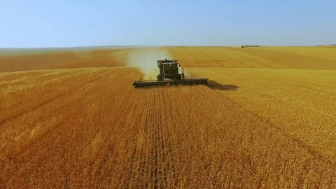 Front aerial view of modern combine harvester gathers the wheat crop in 4K Vídeo Stock 79355903