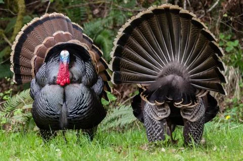 Front and Back - Both sides of Wild Turkey (Meleagris gallopavo) Stock Photos