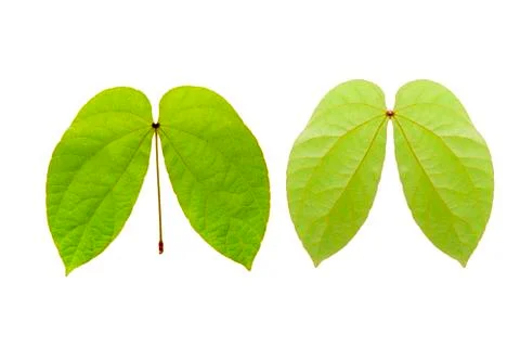 Front and back Green leaf  isolate on white background Free Stock Photos