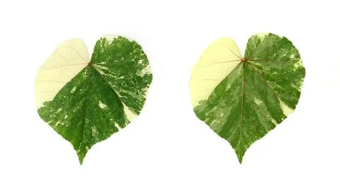 Front and back green leaf with veins texture background Fotos Stock