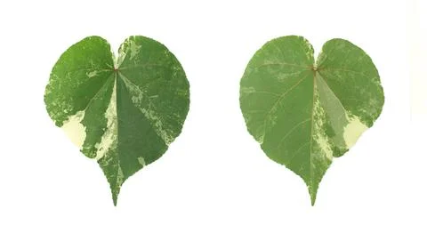 Front and back green leaf with veins texture background Stock Photos