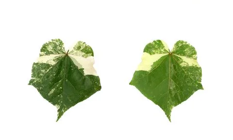 Front and back green leaf with veins texture background Stock Photos