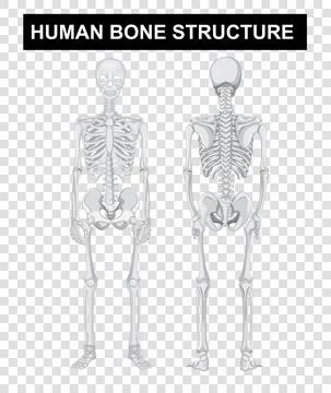 Front and back of human bone structure on transparent background Stock Illustration