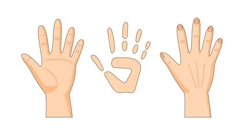 Front and back sides of hand, hand print, vector illustration Stock Illustration