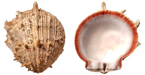 Front and Back of Spondylus shell. Top view with spikes. Foto stock