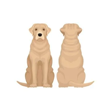 Front and back view of labrador retriever. Large dog with beige coat and cute 스톡 일러스트
