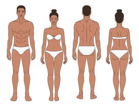 Front and Back View Male and Female Body Template with Medium Skin Tone Vector Ilustração Stock