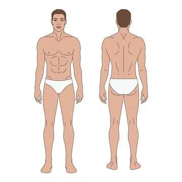 Front and Back View Male Body Template with Light Medium Skin Tone Vector イラスト素材