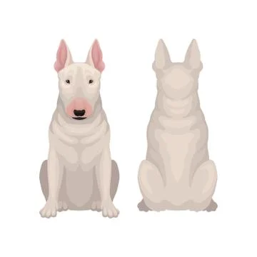 Front and back view of sitting bull terrier. Dog with egg-shaped head and short 스톡 일러스트