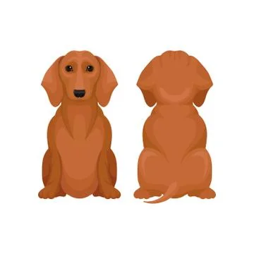 Front and back view of sitting dachshund dog. Small puppy with brown coat and イラスト素材