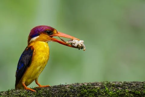 Front and side pose of Black backed dwarf Kingfisher in forest Foto stock