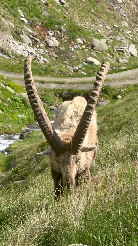 Front Angle View of Male Alpine Ibex Grazing in High Meadow Stock Footage 342936901