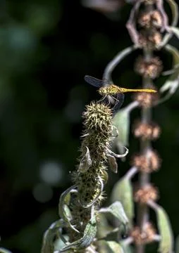 Front-Angled View of a Darter Dragonfly Perched on a Dry Flower Spike Stock Photos