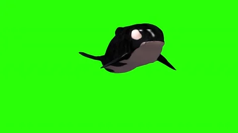Front animation of killer whale with green screen Stock Footage 51167585
