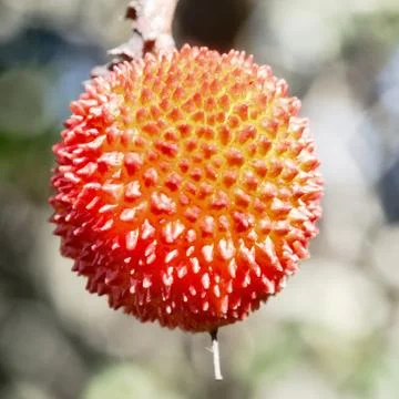In front of an apple cain Stock Photos