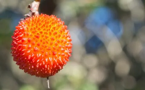In front of an apple cain Stock Photos