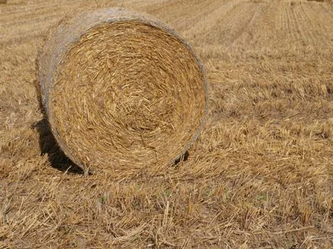 Front of bale of straw wrapped in wire mesh pressed into a roll Foto stock