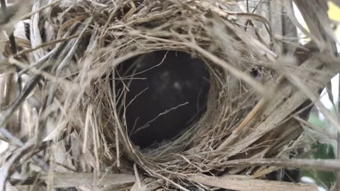 The Front of Bird's Nest Stock Footage 303460639