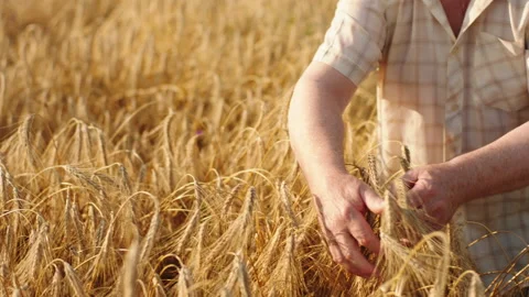 In front of the camera closeup old farmer man very careful analysing the results Stock Footage 162180329