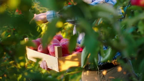 In front of the camera closeup in a sunny day in the middle of apple orchard Stock Footage 169930801