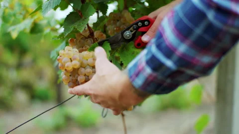 In front of the camera farmer man cut a grapes in the vineyard details taking Stock Footage 151149464