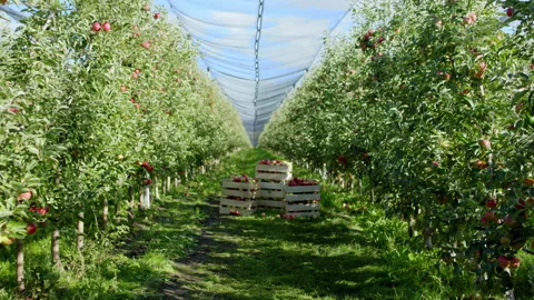 In front of the camera in a large apple orchard taking video of a family farmer Stock Footage 148874737