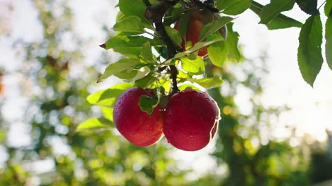 In front of the camera posing some ripe red organic apples from the modern farm Stock Footage 194920059