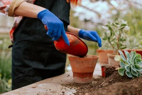 In front of the camera process of planting a decorative flower into a pot very Stock Photos