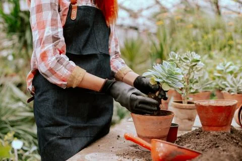 In front of the camera process of planting a decorative flower into a pot very Stock Photos