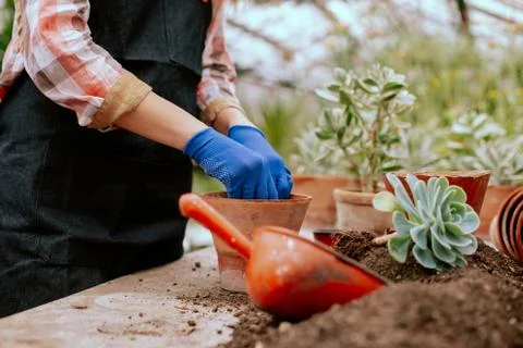 In front of the camera process of planting a decorative flower into a pot very Stock Photos