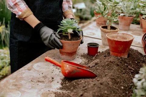 In front of the camera process of planting a decorative flower into a pot very Stock Photos