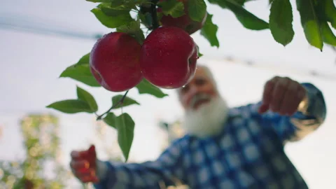 In front of the camera wonderful red ripe apples old man farmer pick up them Stock Footage 169927746
