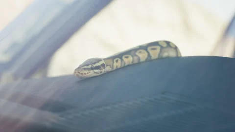 In front of the camera wonderful snake inside of a retro car looking straight to Video stock 258787303