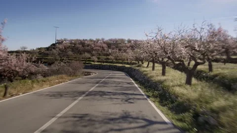 Front car drive point of view on almond trees with forested mountains. Stock Footage 136525171