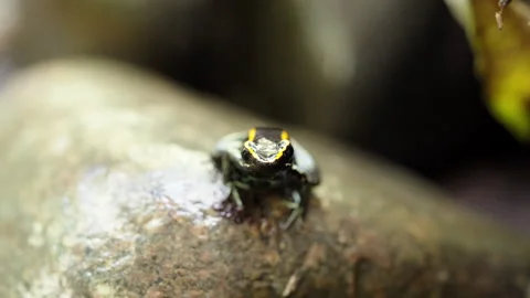 Front Close-Up Of A Golfodulcean Poison Frog (Phyllobates vittatus) On A Rock Stock Footage 285854436
