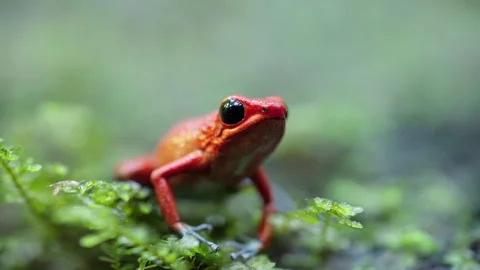 Front Close-up Of Granular Poison Frog (Oophaga granulifera) On Mossy Log Stock Footage 285854499