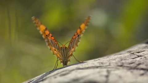 Front on, close up view of a butterfly resting on a rock. Stock Footage 139725388