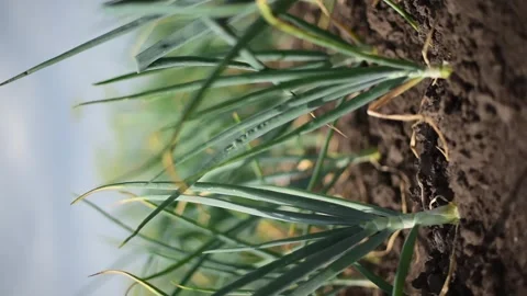 Front close-up view of early onion in soil.Gardening, vertical 4k footage. Harve Stock Footage 244810059