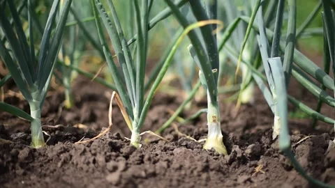 Front close-up view of early onion in soil.Gardening, horizontal 4k footage Stock Footage 244810075