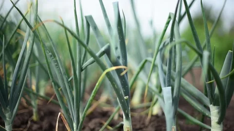 Front close-up view of early onion in soil.Gardening, horizontal 4k footage Stock Footage 246229960