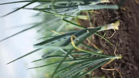 Front close-up view of early onion in soil.Gardening, vertical 4k footage. Harve Stock Footage 246229967