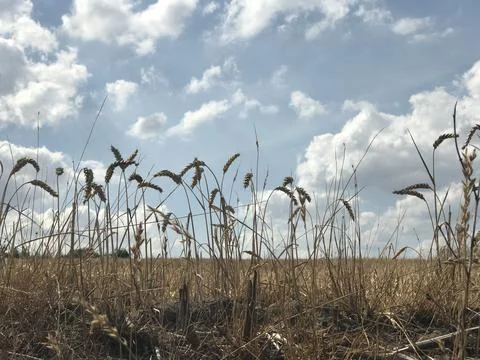 Front close up view of scarce wheat crop with scenic cloudscape and horizon in b Stock Photos