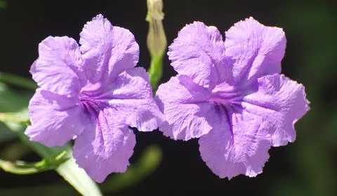 The front close-up of violet Ruellia simplex flower. Stock Photos