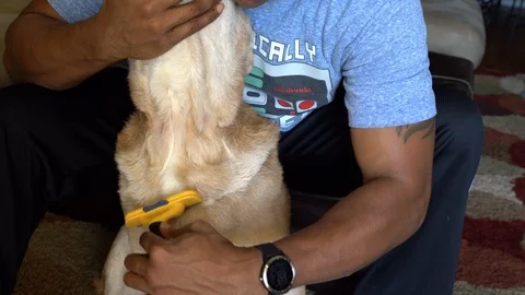 Front closeup footage a dog getting it's weekly grooming. Video stock 115303214