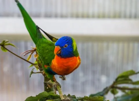 Front closeup of a rainbow lorikeet in a tree, colorful tropical bird specie  Foto stock