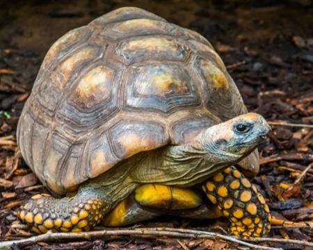 Front closeup of a yellow footed tortoise, Brazilian giant turtle, Vulnerable Stock Photos